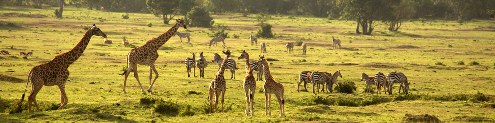 Tanzania Safaris Tours