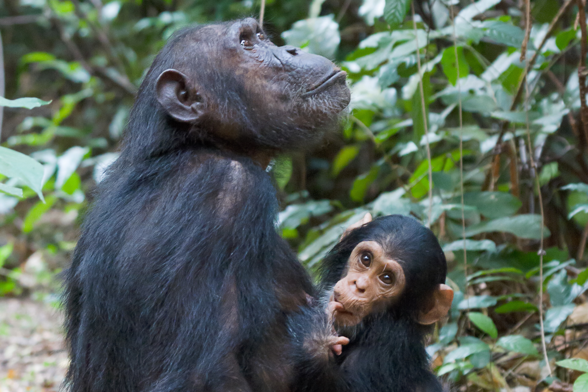 Gombe_Stream_NP_Mutter_und_Kind