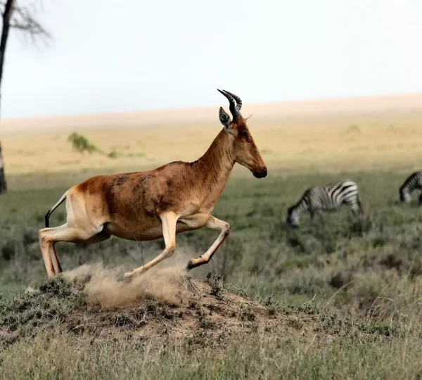 10 Days Kilimanjaro Hiking & Safari Combine Tour