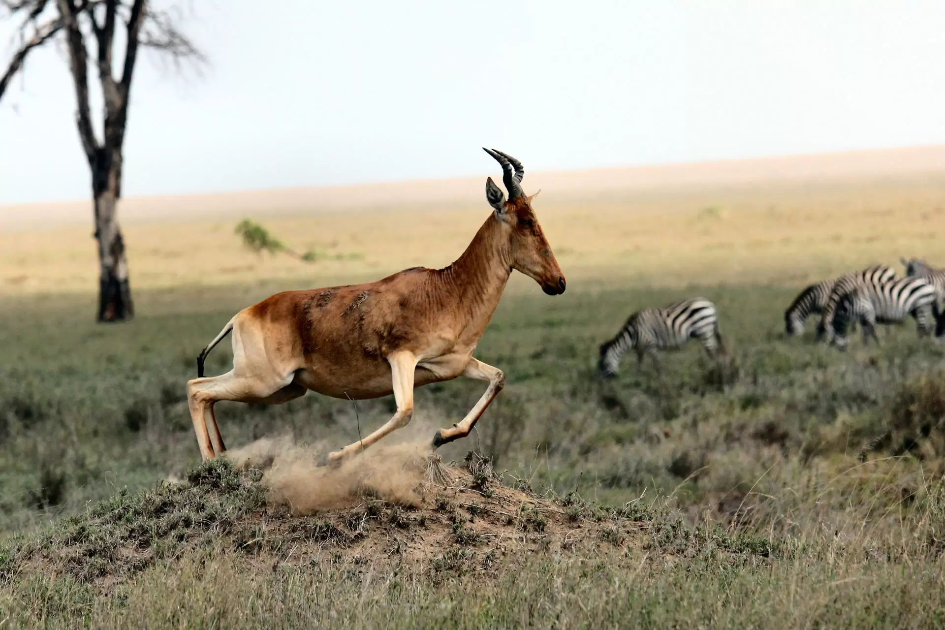 Tanzania-Wildlife-Safaris-3