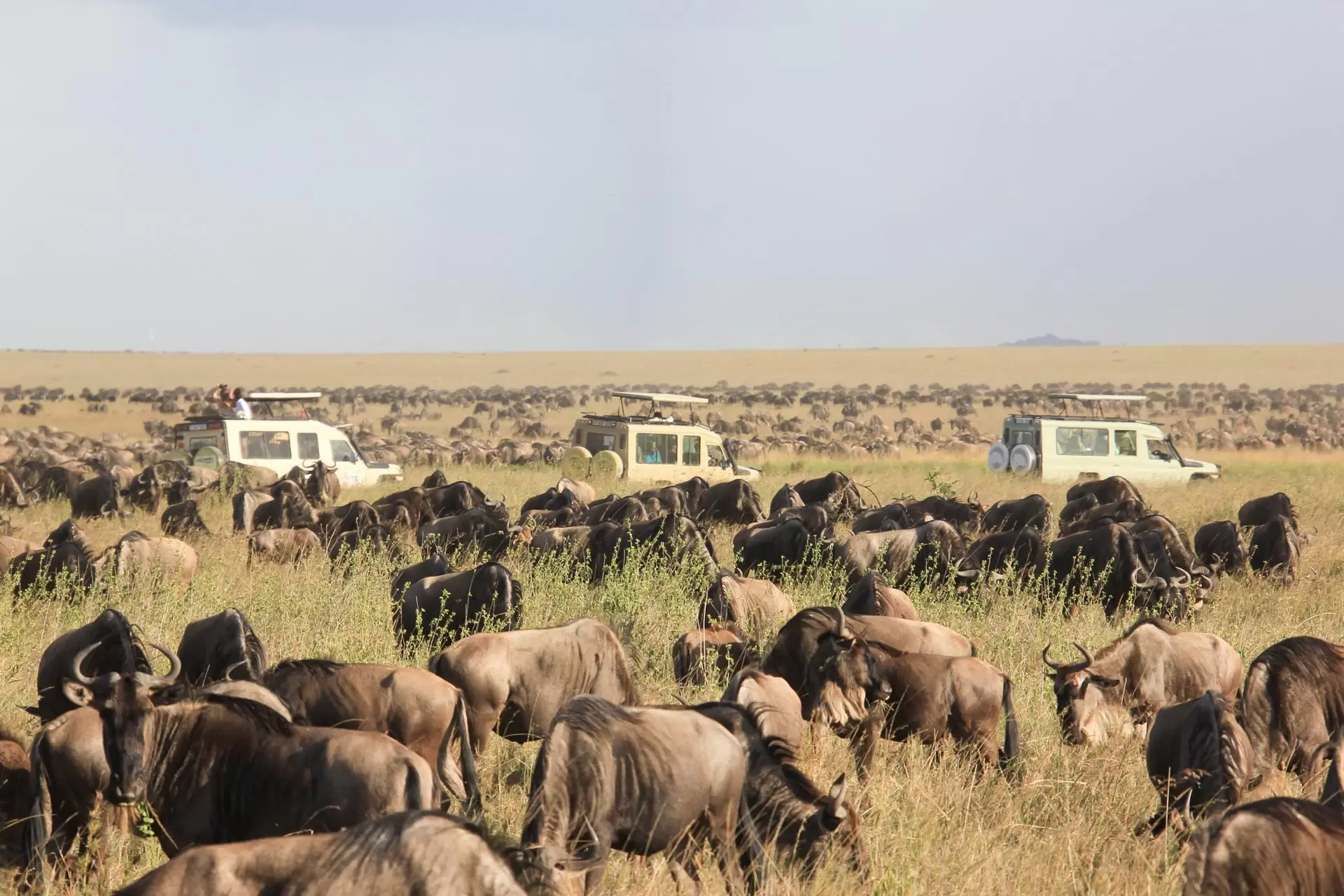 Tanzania-Wildlife-Safaris-9
