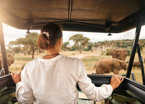 What’s the Difference Between Small Group Safaris and Private Safaris?